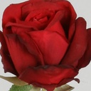 [7103] Rose (Alternative 2)