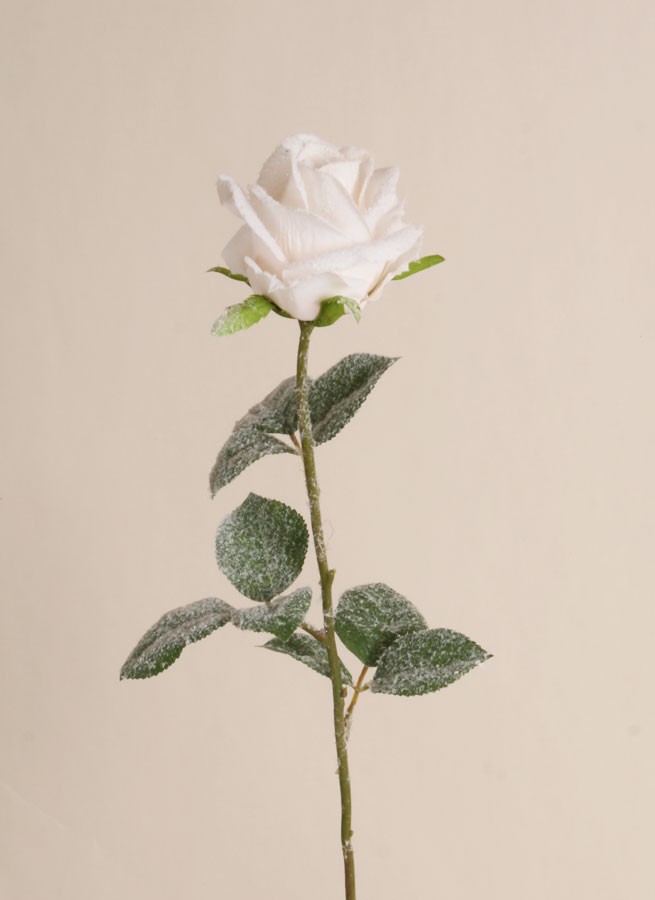 Rose Iced