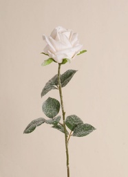 [7225] Rose Iced (Alternative 1)