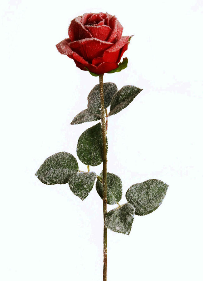 Rose Iced