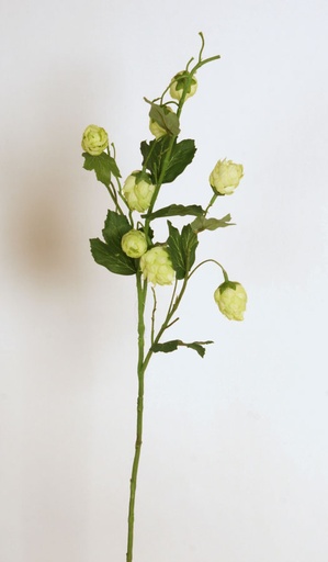 Hop Flower