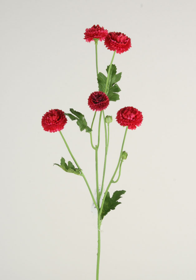 mini callistephus