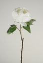 Peony