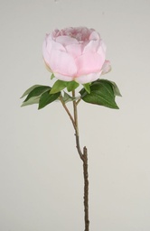 [7267] Peony (Alternative 2)