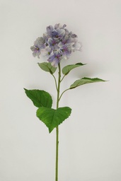 [7269] hydrangea (Alternative 1)