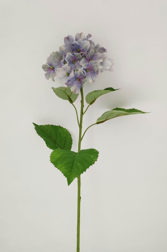 hydrangea