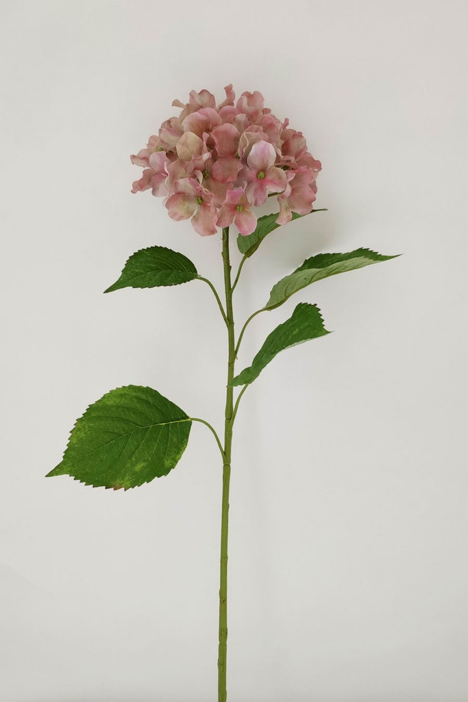 hydrangea