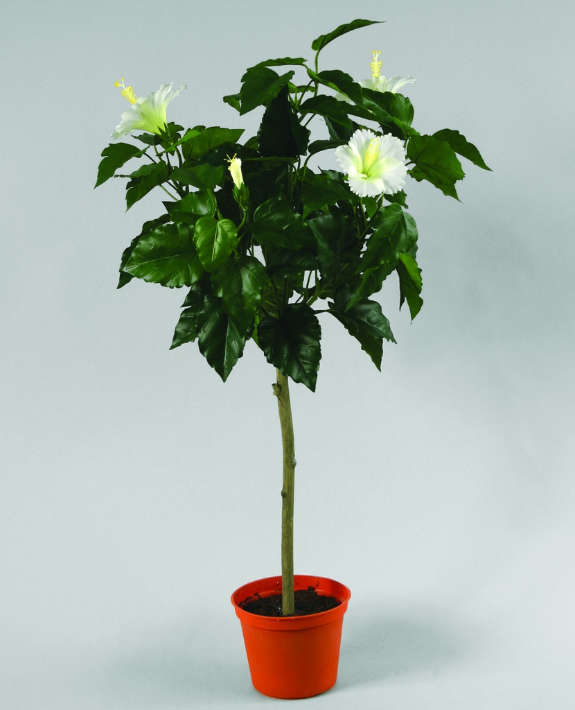 Hibiscus