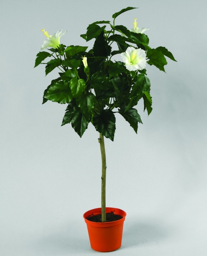 Hibiscus