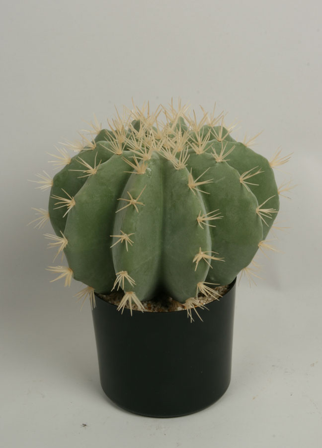 Cactus Round