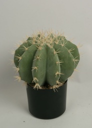[8123] Cactus Round (Alternative 1)