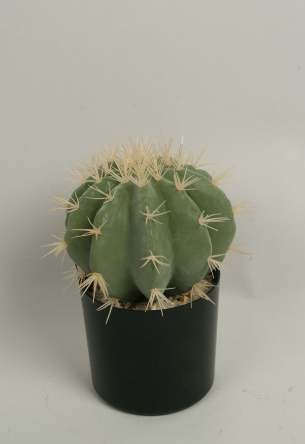 Cactus Round