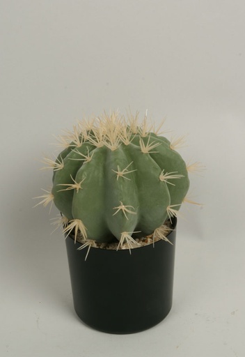 Cactus Round