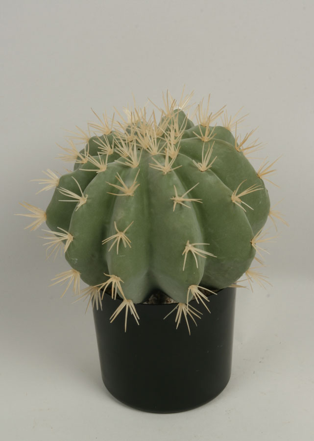 Cactus Round