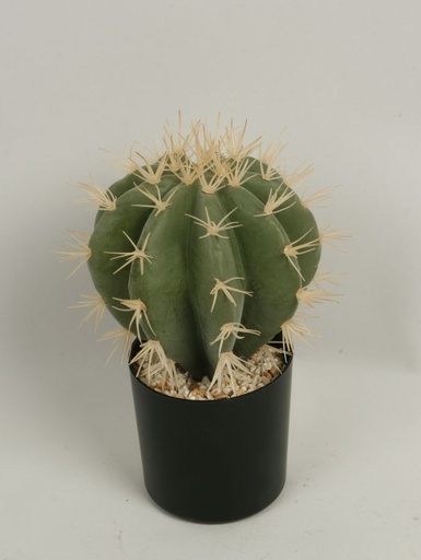 Cactus Round
