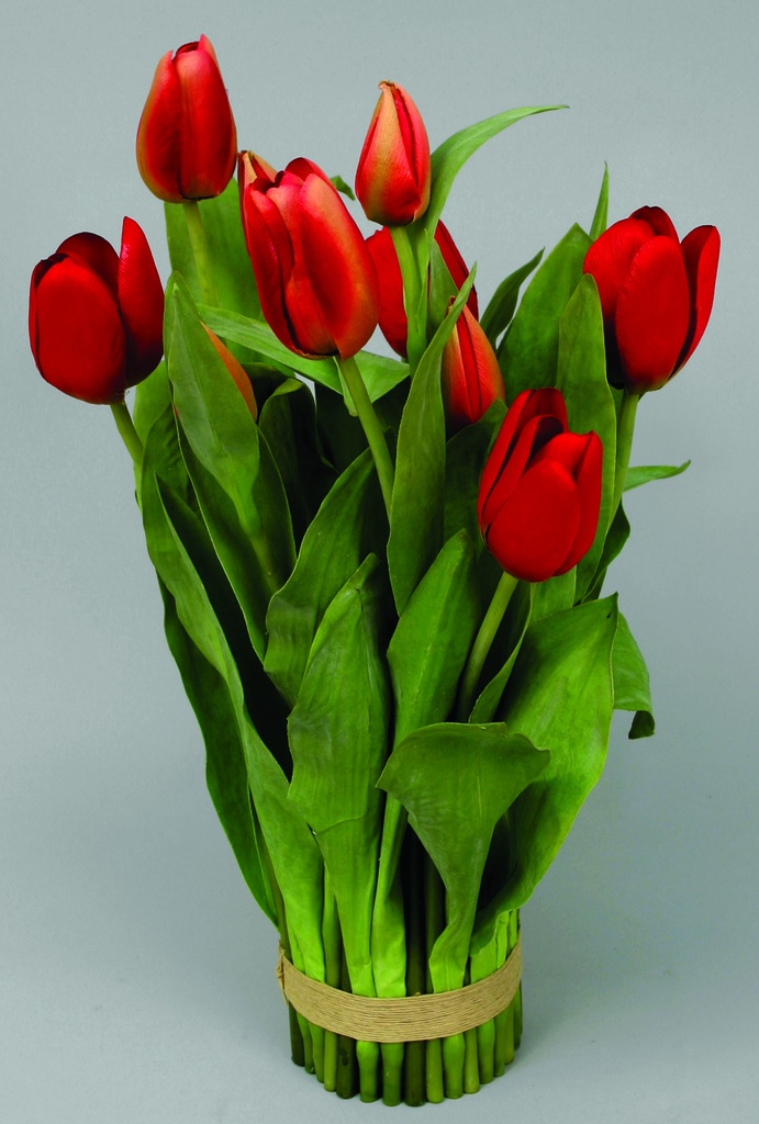 Tulip Bundle