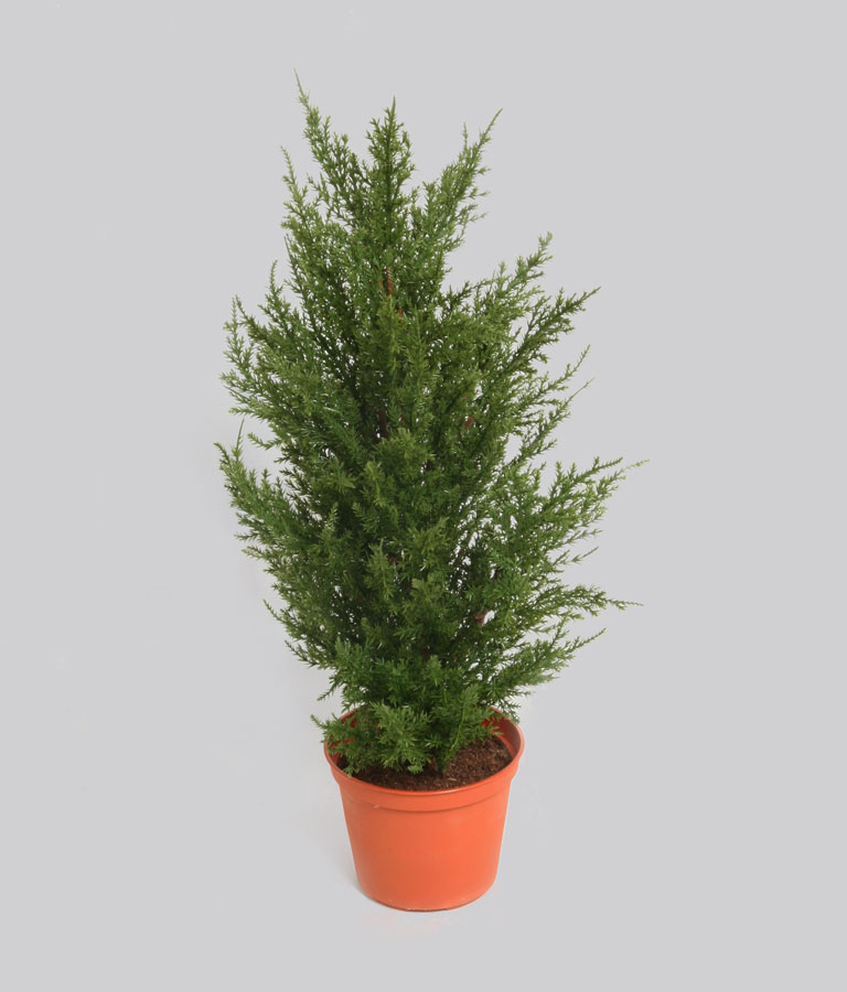 Cypress