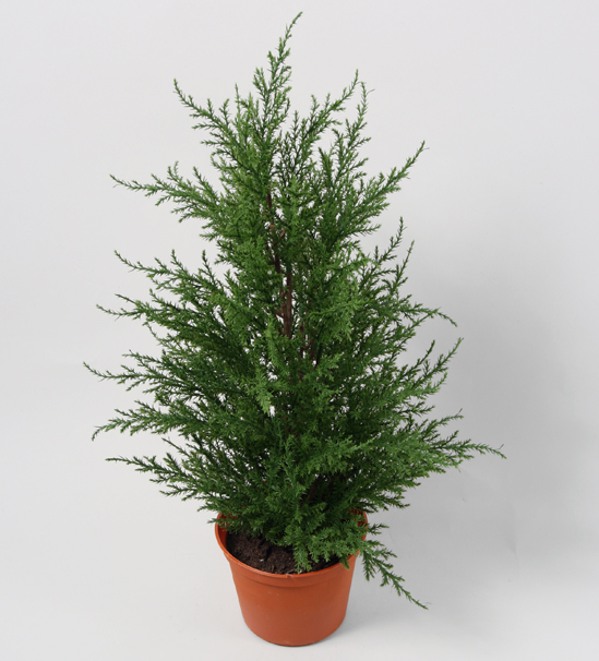 Cypress