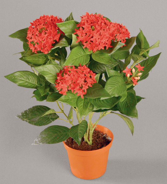 Pentas