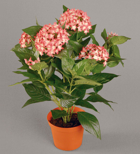 Pentas