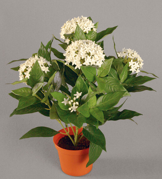 Pentas