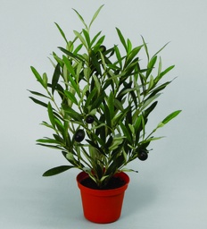 [828-1] Olive (Alternative 1)
