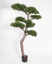 [1198-210] Pine Tree (Alternative 2)
