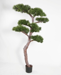 [1198-210] Pine Tree (Alternative 2)