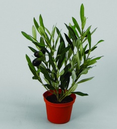 [828-2] Olive (Alternative 2)