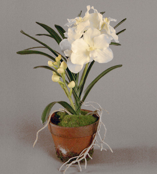 Wanda Orchid