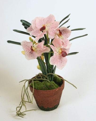 Wanda Orchid