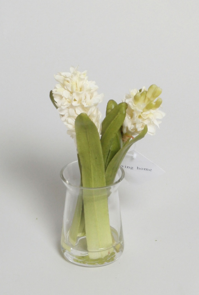 hyacinth in water