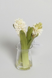[887-1] hyacinth in water (Alternative 1)