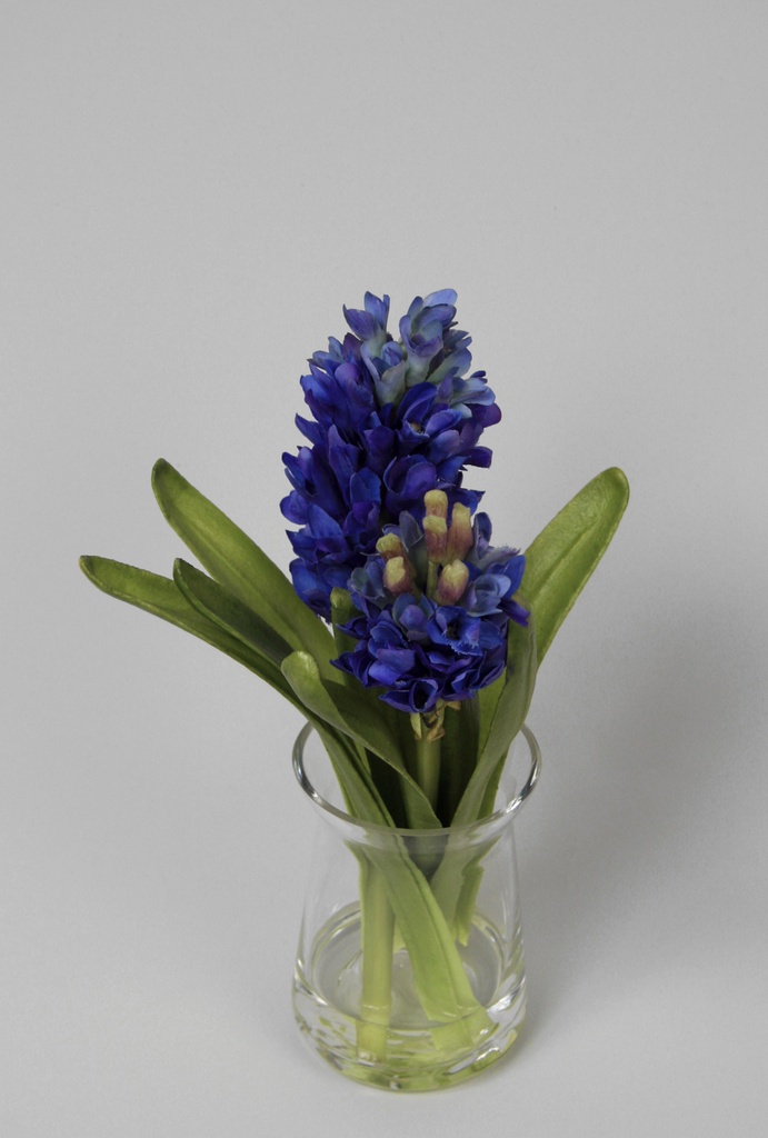 hyacinth in water