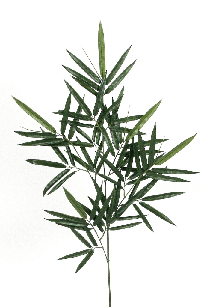 new bamboo