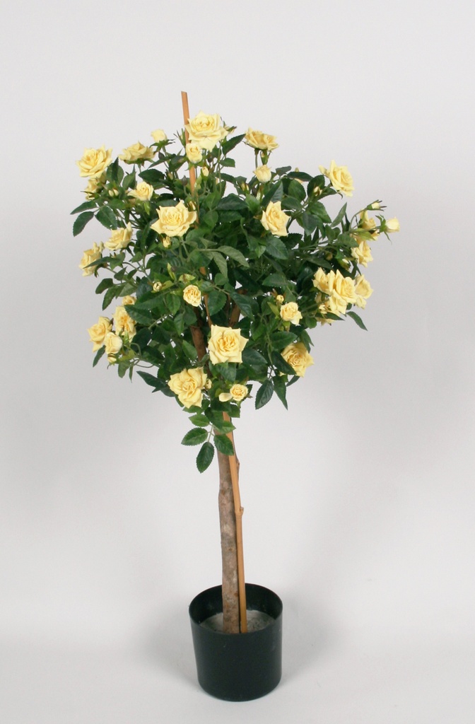 Rose Tree