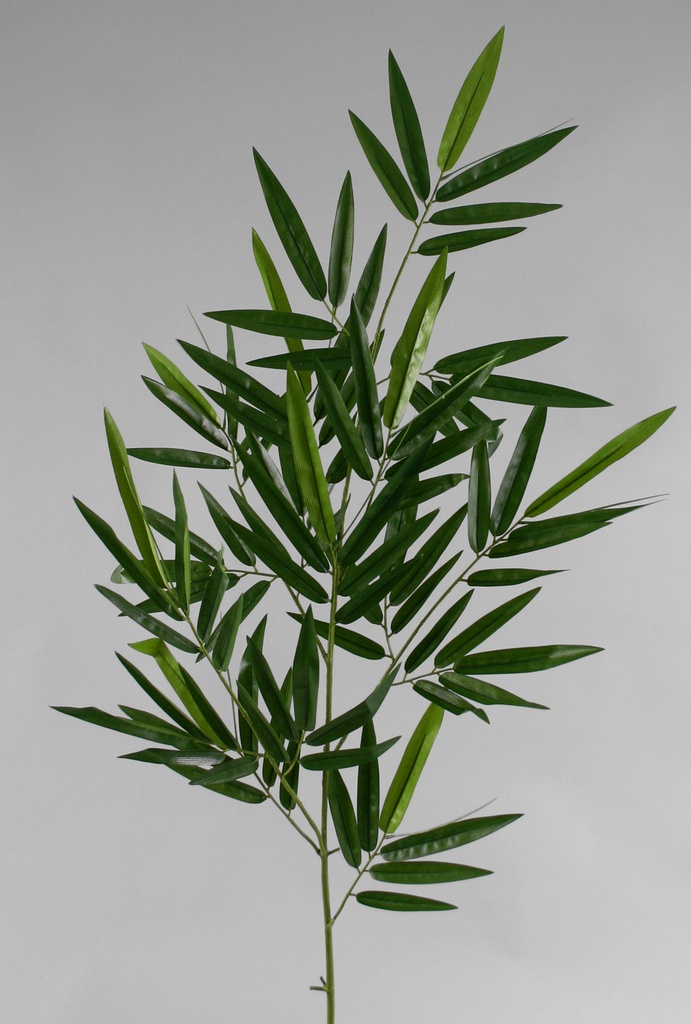 new bamboo