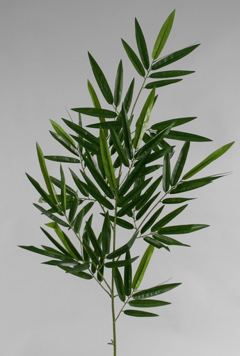 new bamboo