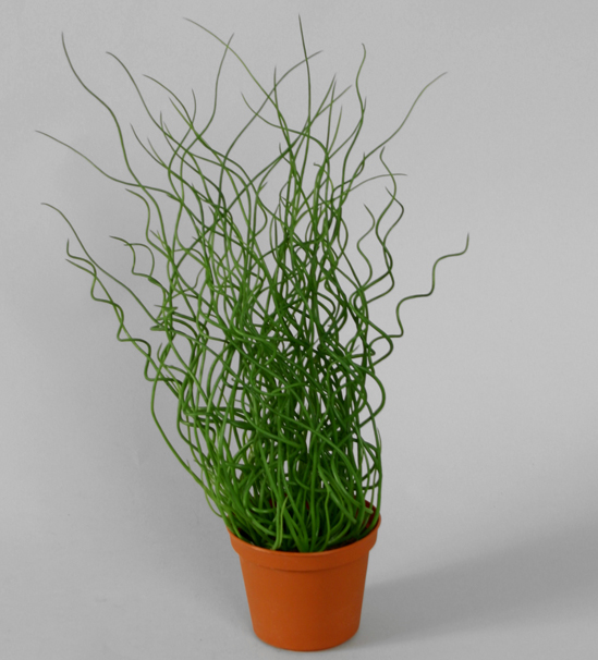 Juncus Effusus