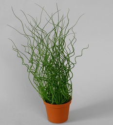 [902-1] Juncus Effusus (Alternative 1)