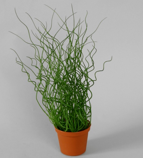 Juncus Effusus