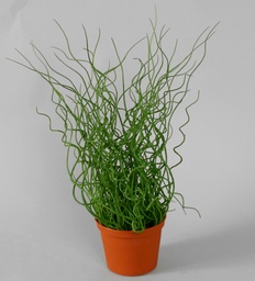 [903-1] Juncus Effusus (Alternative 2)