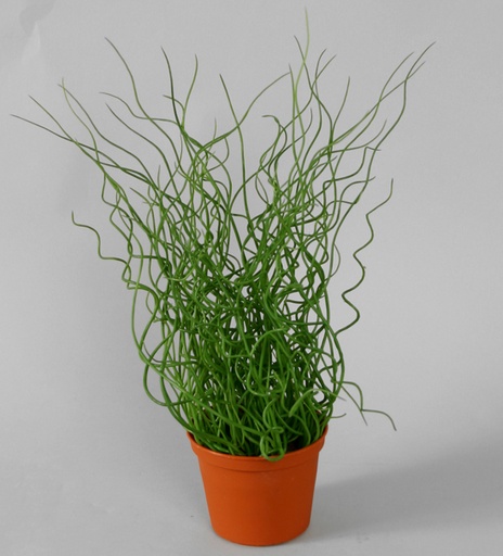 Juncus Effusus