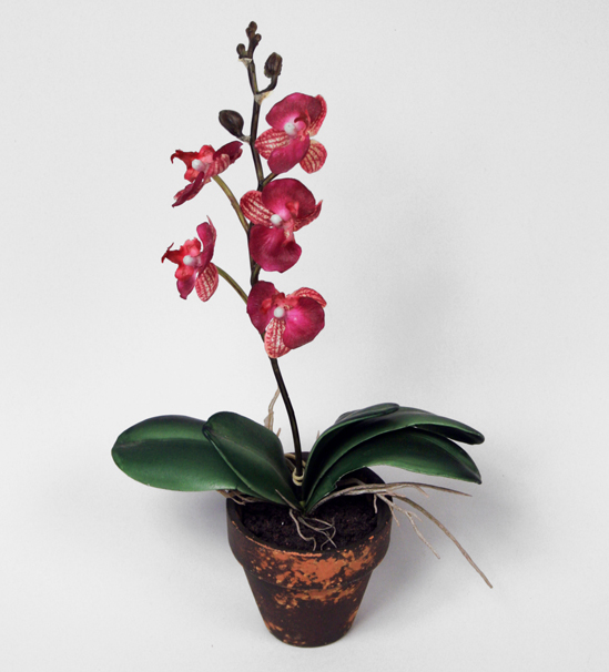 mini phalaenopsis