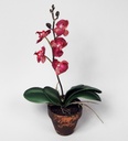 [9127-1] mini phalaenopsis (Alternative 1)
