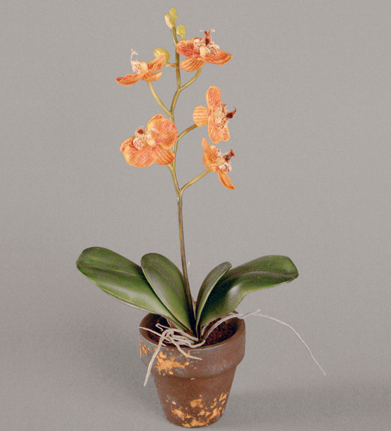 mini phalaenopsis