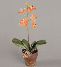 [9127-3] mini phalaenopsis (Alternative 2)