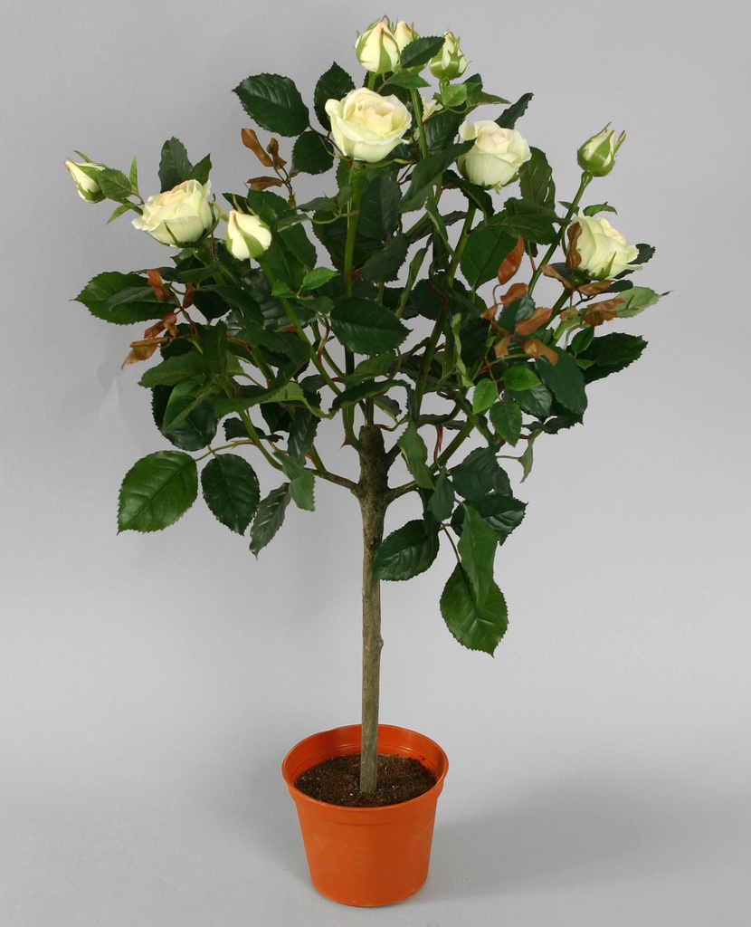 Lady Rose