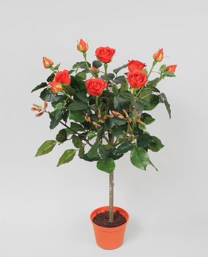 Lady Rose