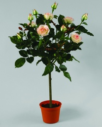[961-65-01] Lady Rose (Alternative 3)